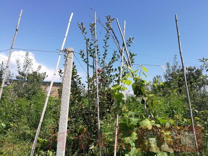 期货苹果最早行情及分析概览