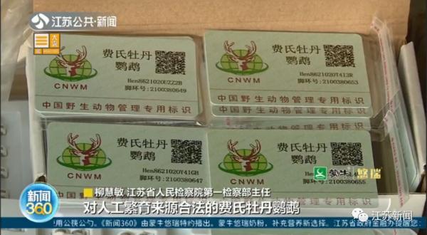鹦鹉最早政策的起源、发展与影响探讨