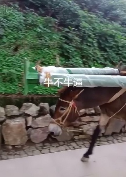 牛不啦视频的起源与早期发展历程探索