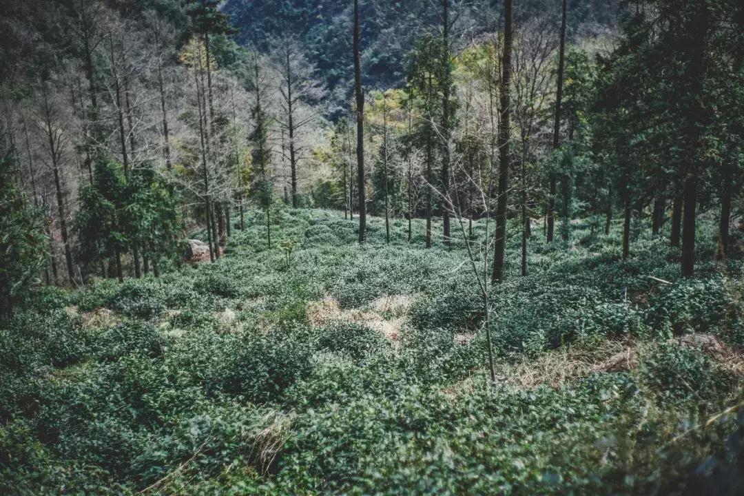 探寻复兴的最早消息，揭开历史面纱，展望曙光未来