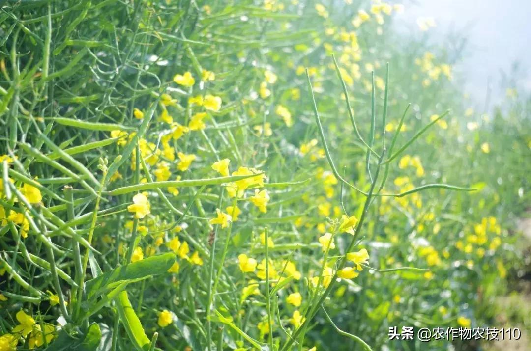 期货菜油市场最新动态，早期信息的重要性及其对市场影响深度解析