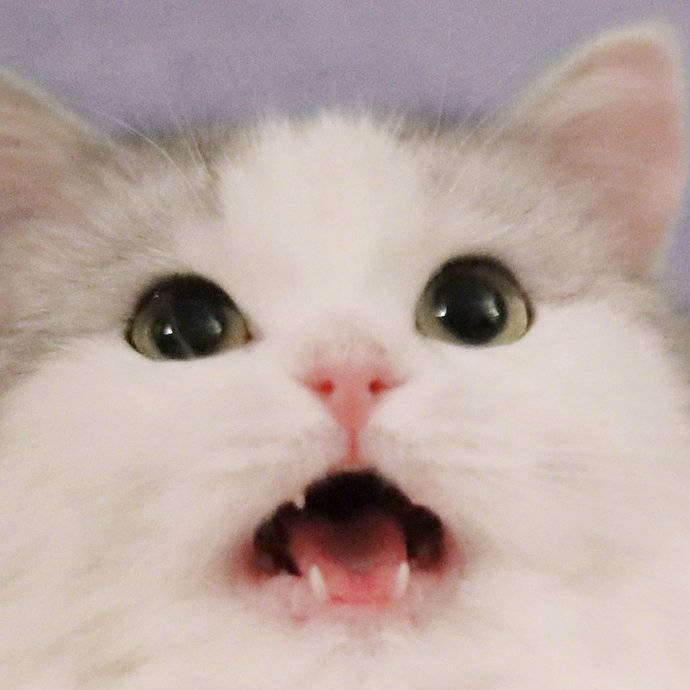 可爱猫咪表情包的起源与发展，早期历程揭秘