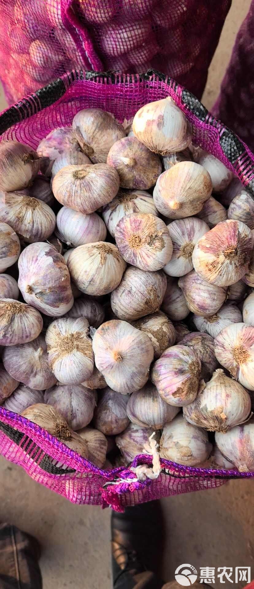 云南独蒜价格探秘，历史最早价格追溯